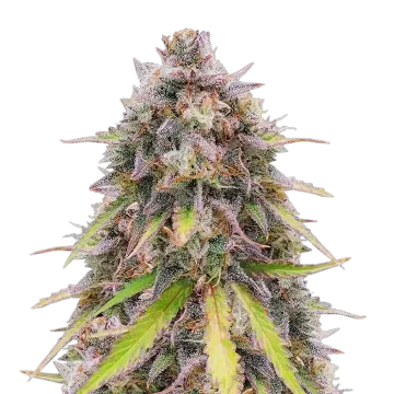 plante de cannabis RS11