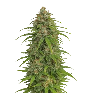 plante de cannabis Runtz Auto