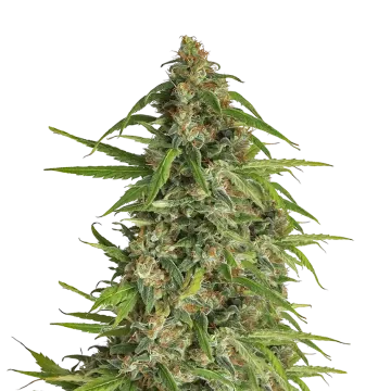 plante de cannabis Runtz