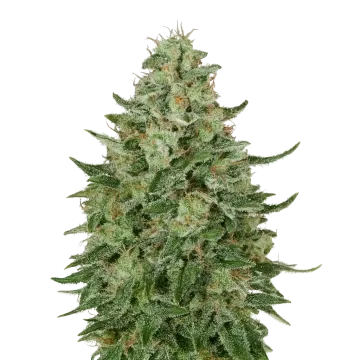 plante de cannabis Santa Maria Auto