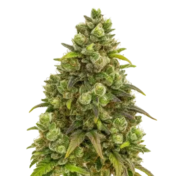 plante de cannabis Sexxpot Auto