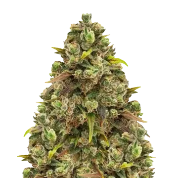 plante de cannabis Sexxpot