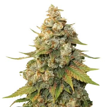 plante de cannabis Shiskaberry