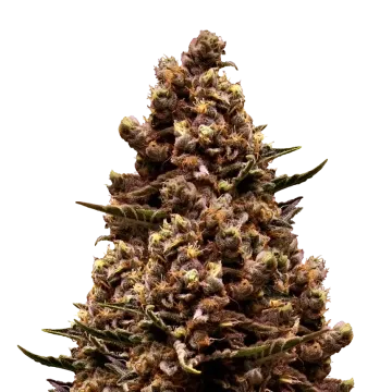 plante de cannabis Sirius Black