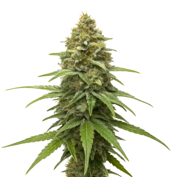 plante de cannabis Skunk #1