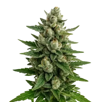 plante de cannabis Skywalker OG Auto