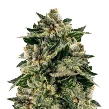 plante de cannabis Skywalker OG