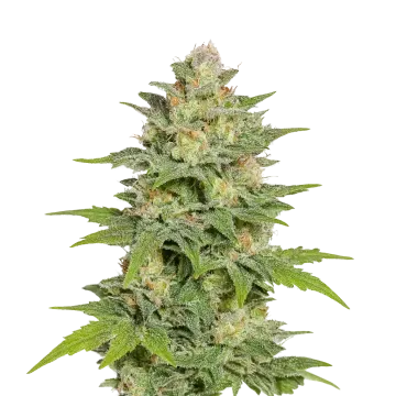 plante de cannabis Sleepy Joe OG Auto