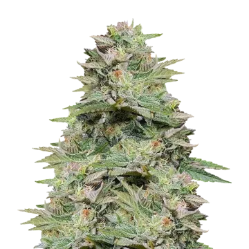 plante de cannabis Sleepy Joe OG