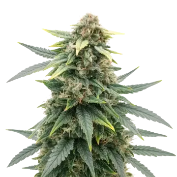 plante de cannabis Slurricane