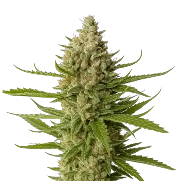 plante de cannabis Snoop Dogg OG