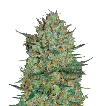 plante de cannabis Snow White