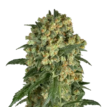 plante de cannabis Somango XXL