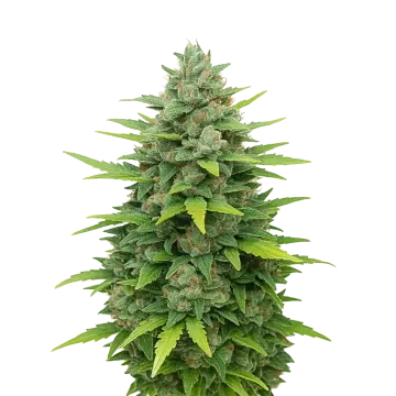 plante de cannabis Sour Diesel Auto