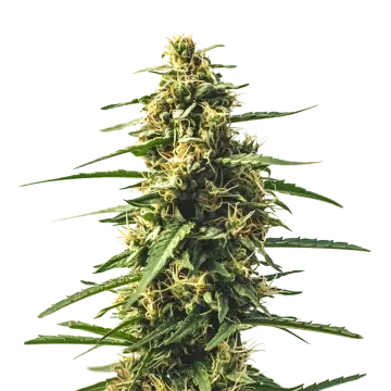 plante de cannabis Sour Tsunami CBD