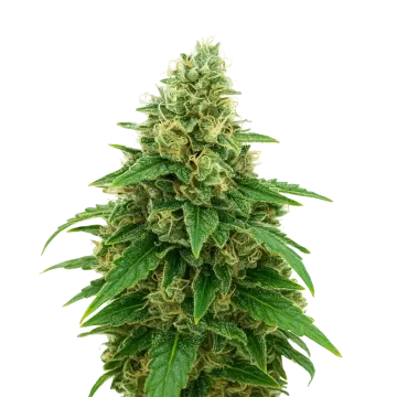plante de cannabis Stardawg Auto