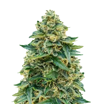 plante de cannabis Stardawg