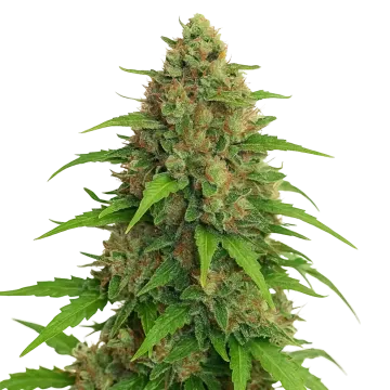 plante de cannabis Strawberry Banana Auto