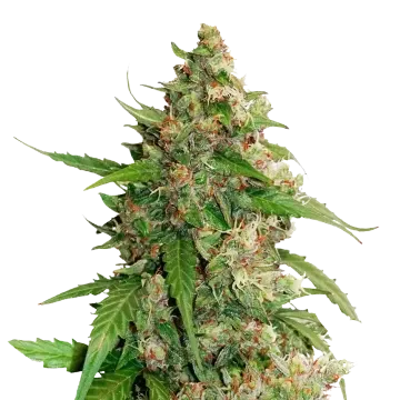 plante de cannabis Strawberry Banana