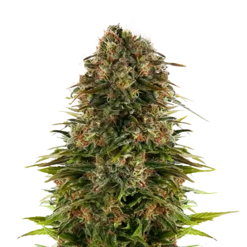 plante de cannabis Strawberry CBD