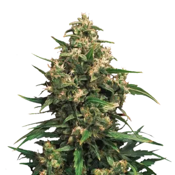 plante de cannabis Strawberry Cough