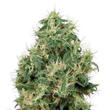 plante de cannabis Strawberry Kush