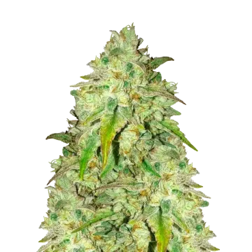 plante de cannabis Sunset Sherbet