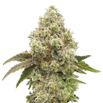 plante de cannabis Super Boof