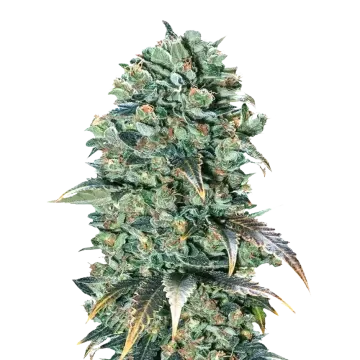 plante de cannabis Super Glue