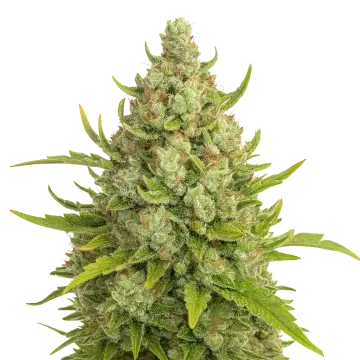 plante de cannabis Super Lemon Haze Auto