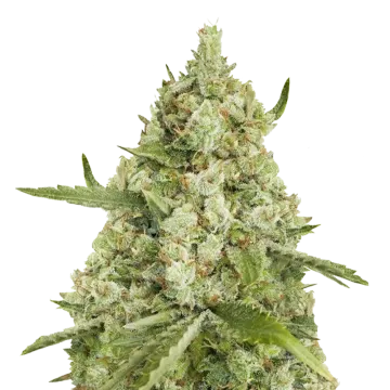plante de cannabis Super Lemon Haze