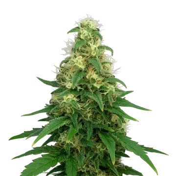 plante de cannabis Super Silver Haze Auto