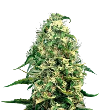 plante de cannabis Super Silver Haze