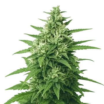 plante de cannabis Super Skunk Auto