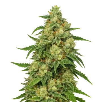 plante de cannabis Sweet Tooth Auto