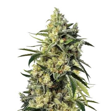 plante de cannabis Sweet Tooth