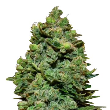 plante de cannabis Swiss Cheese
