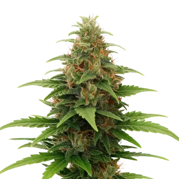 plante de cannabis Tangerine Dream Auto