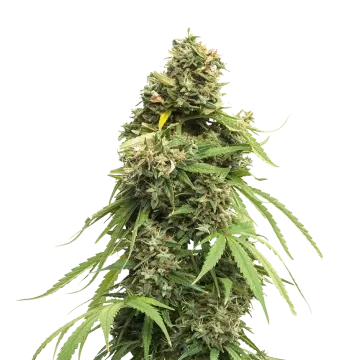 plante de cannabis Tangie