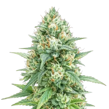 plante de cannabis Tetra Express Auto