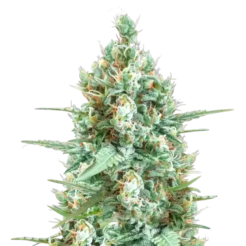 plante de cannabis Tetra Express