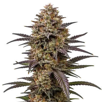 plante de cannabis The Toad