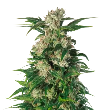 plante de cannabis Trainwreck