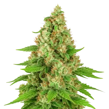 plante de cannabis Triangle Kush Auto