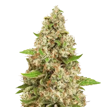 plante de cannabis Triangle Kush
