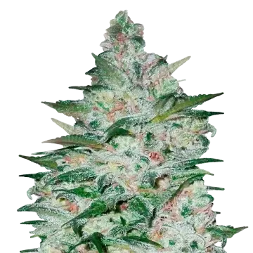 plante de cannabis Tropicana Cookies