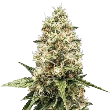 plante de cannabis Watermelon Gelato