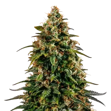 plante de cannabis Watermelon Zkittlez