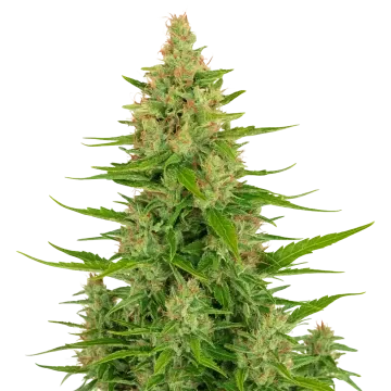 plante de cannabis Wedding Cake Auto