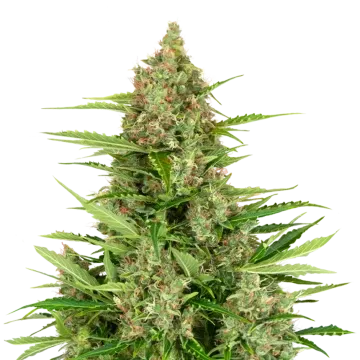 plante de cannabis Wedding Cake